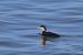 1-Plongeon imbrin | Gavia immer | Great Northern Loon